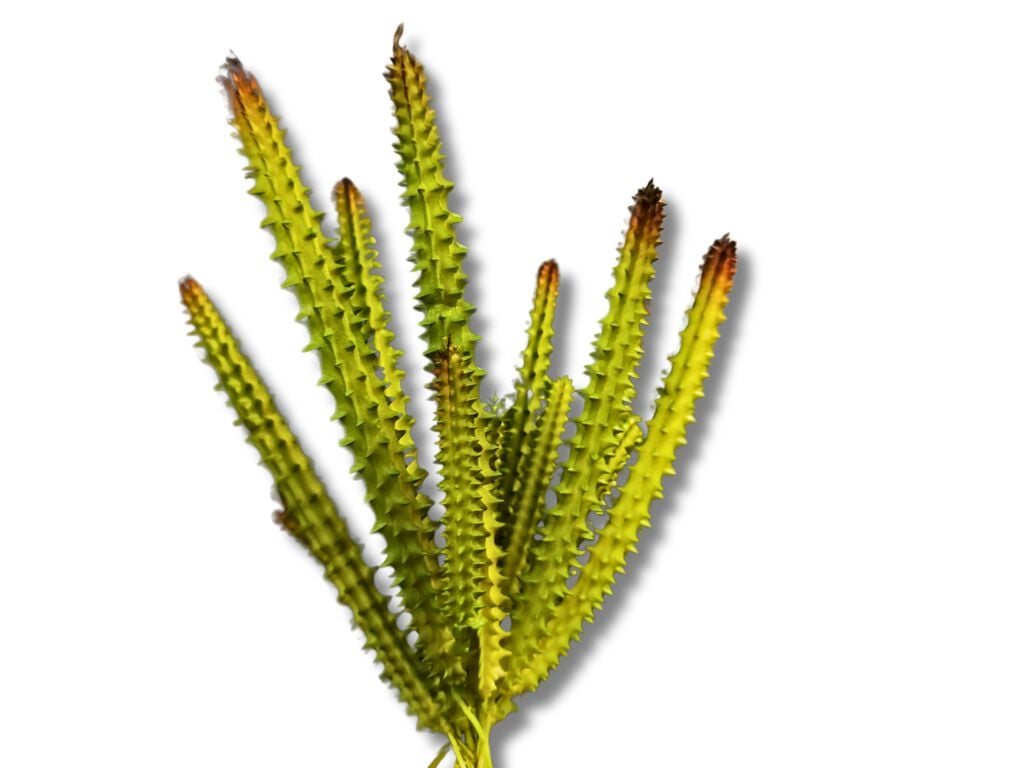 Reptilhábitat Planta Huernia De Decoración Para Terrarios thumbnail