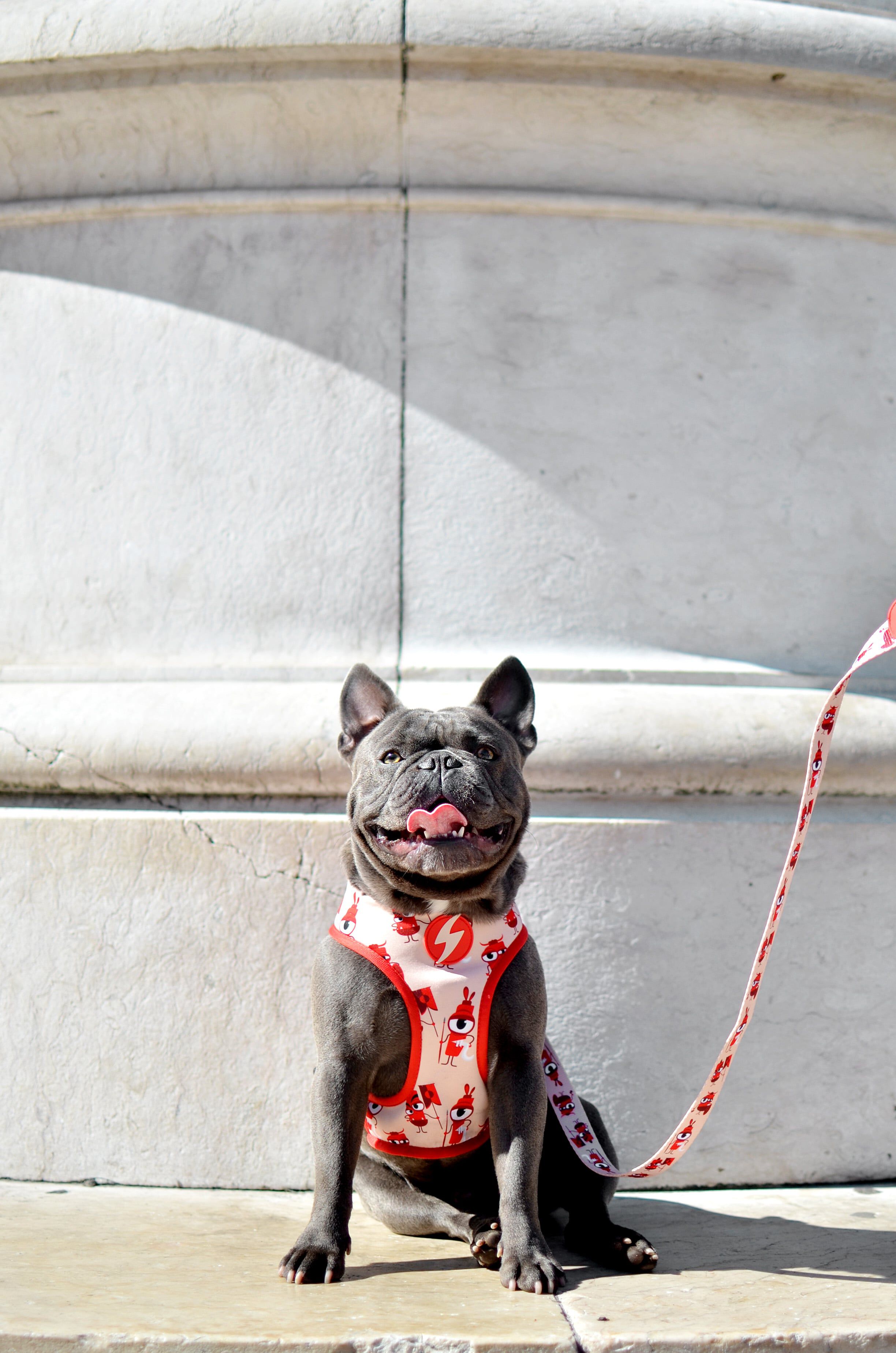 Arn&eacute;s reversible Tribes Neo Mesh para perros color Varios, , large Imagen numero 3