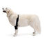 Protector de Codo derecho para Perros con Artrosis, Lesiones, Higromas o Bursitis, , large indicador imagen numero 1