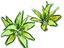 Planta Aglaonema de decoración para terrarios, , large indicador imagen numero 1