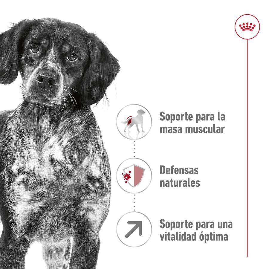 Royal Canin Medium 7+ Adult pienso para perros senior thumbnail