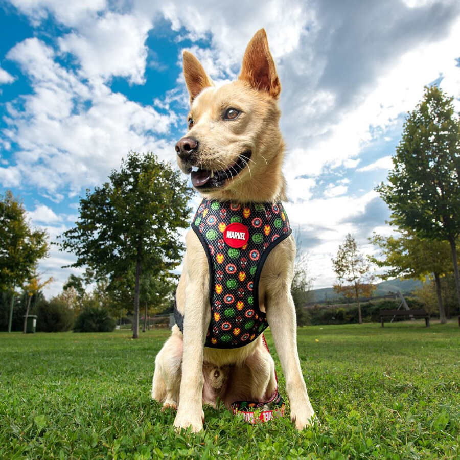 Disney Premium Marvel Arn&eacute;s reversible para perros, , large Imagen numero 3