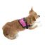Arnés para perros, especial para razas pequeñas, diseño moderno, Teeny-Weeny, Color Rosa, talla XS-S, , large indicador imagen numero 4