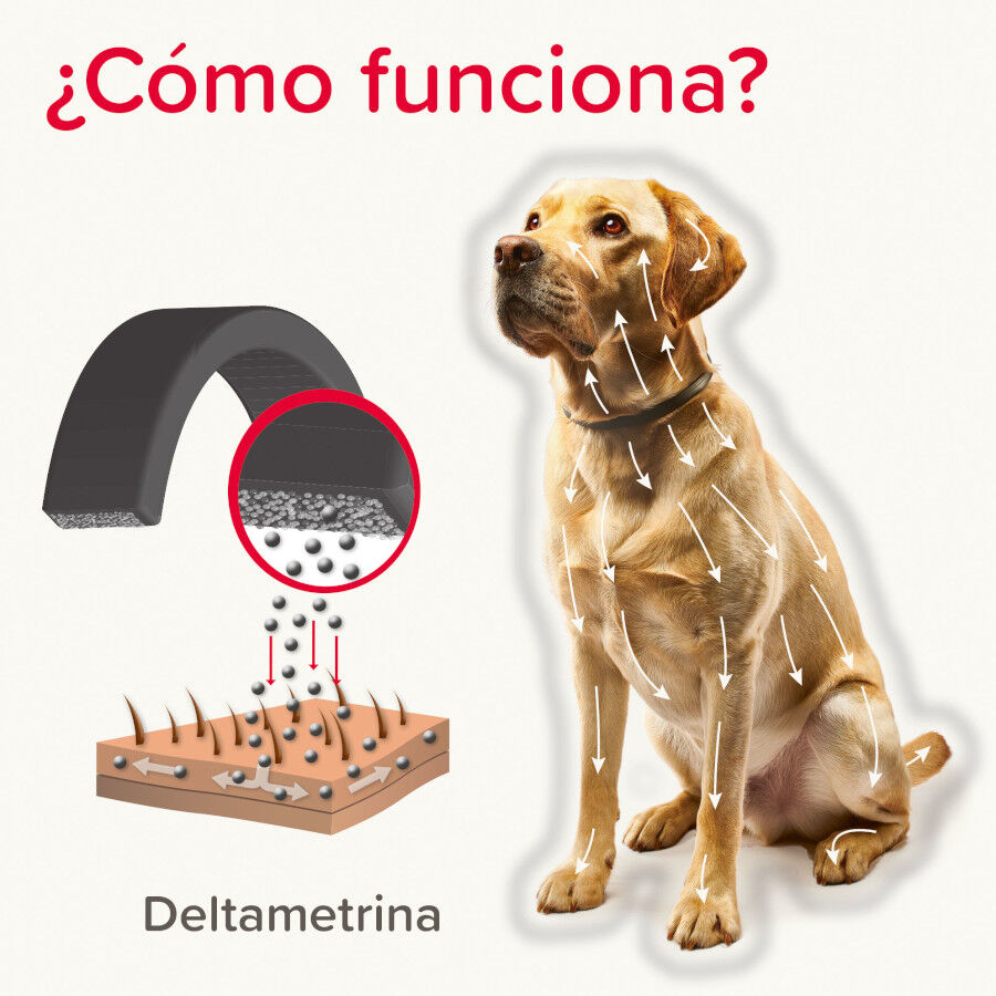 Beaphar Canishield Collar Antiparasitario para perros thumbnail