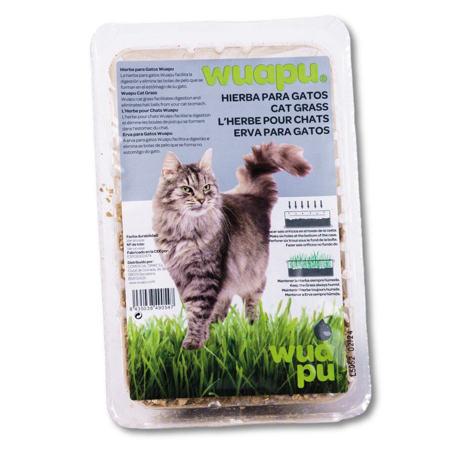 Wuapu Hierba para gato