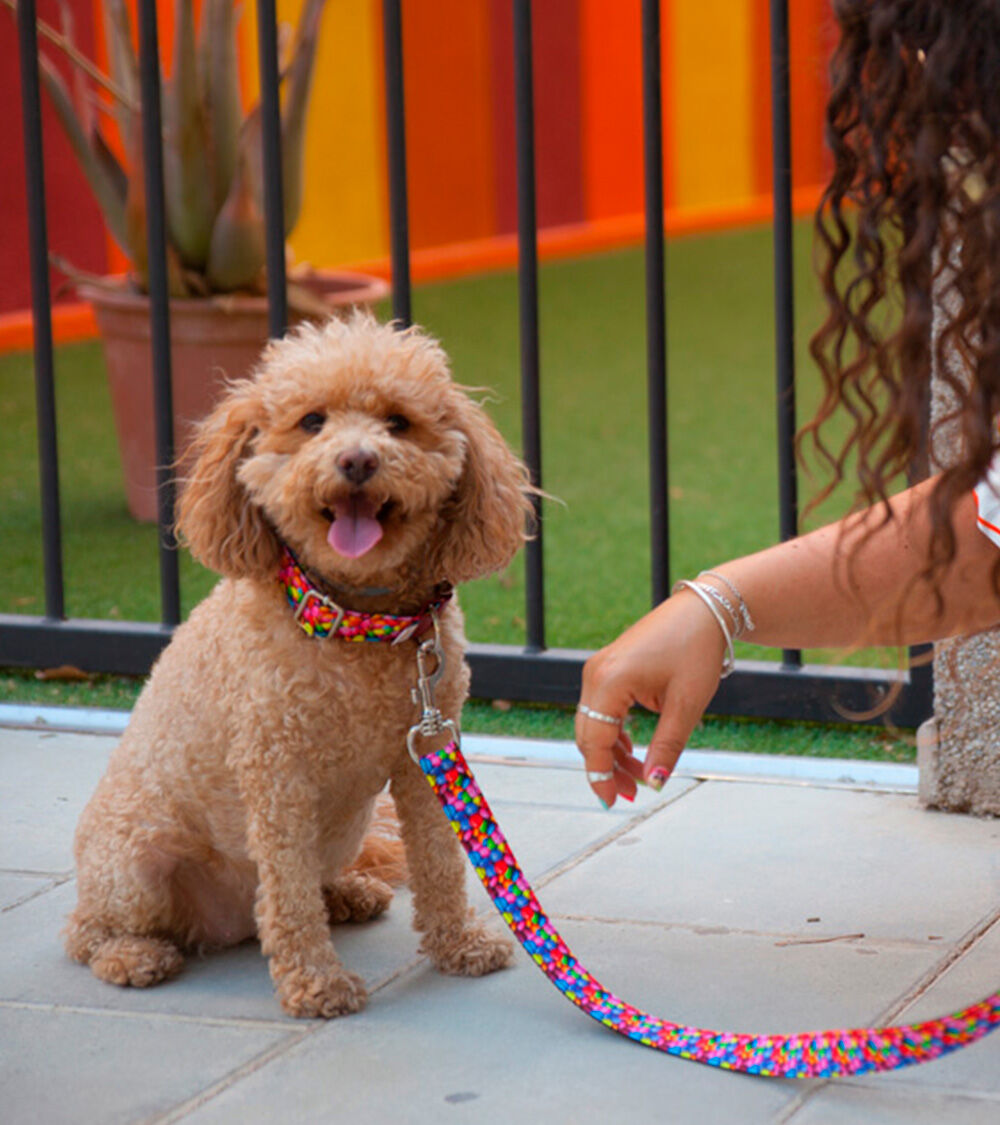 Collar Pamppy dise&ntilde;o Funny chocolatinas color Multicolor, , large Imagen numero 3