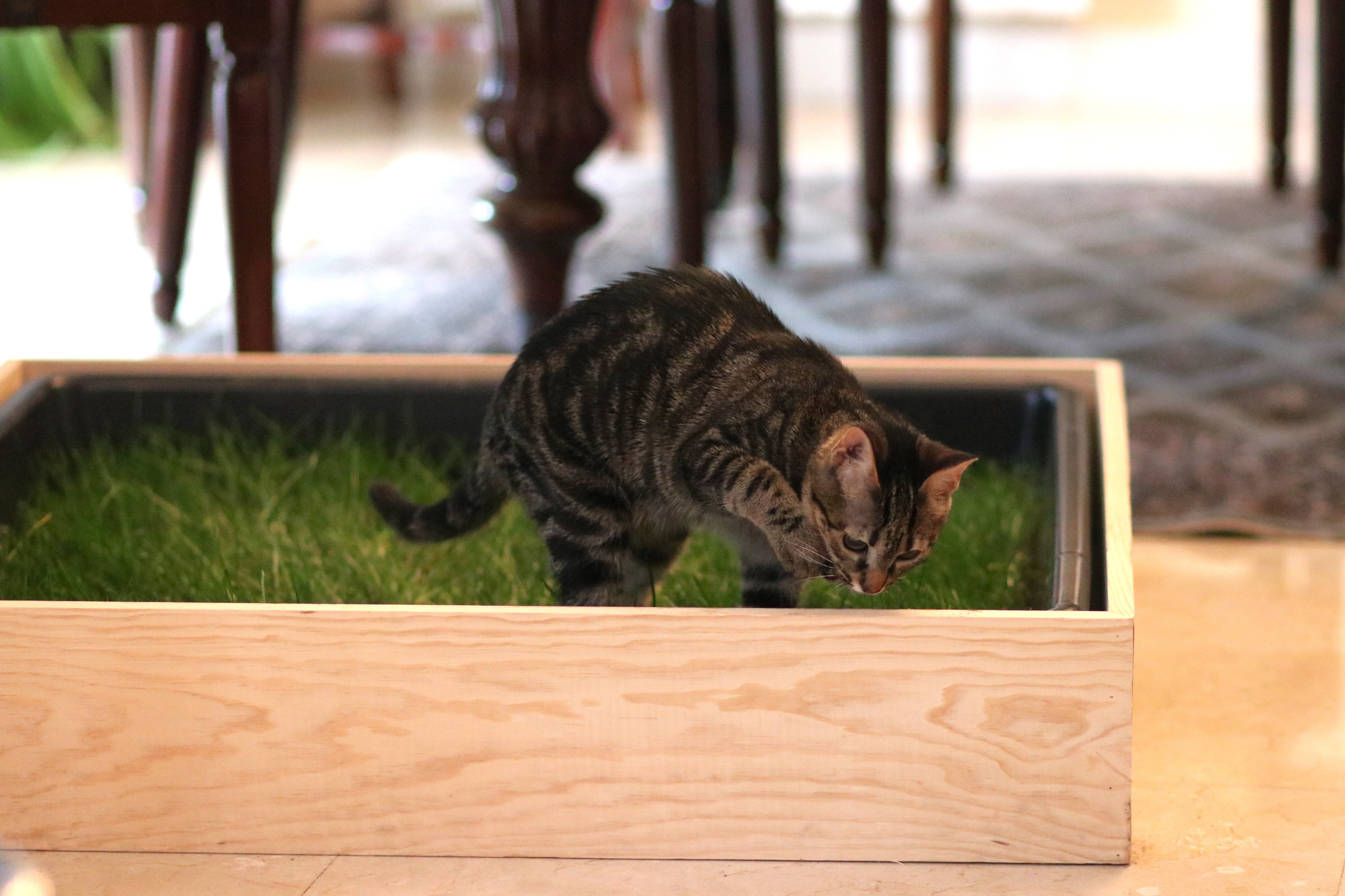 Petground, Cama para gatos, Caja de Madera, Accesorio, Mueble, XL, , large Imagen numero 5