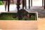 Petground, Cama para gatos, Caja de Madera, Accesorio, Mueble, XL, , large indicador imagen numero 5