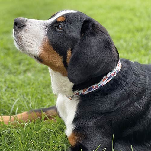 Collares Fantasy Geo y Plumas COLLAR FANTASY GEO S, , large Imagen numero 4