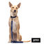 Gotoo Correa Biothane azul para perros, , large indicador imagen numero 5
