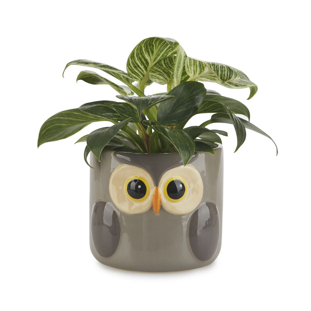 Balvi Maceta Owl Color gris Original maceta con dise&ntilde;o de b&uacute;ho Cer&aacute;mica 11,7x13,5x135 cm, , large Imagen numero 1