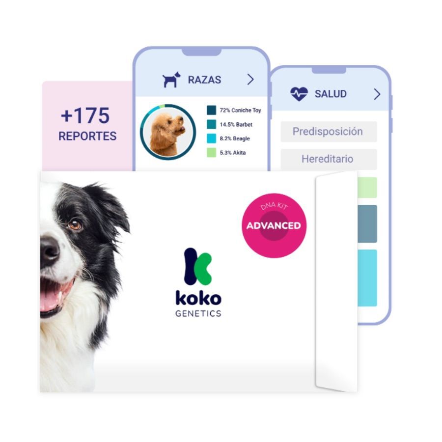 Koko Genetics Prueba de ADN Advanced para perros, , large Imagen numero 1