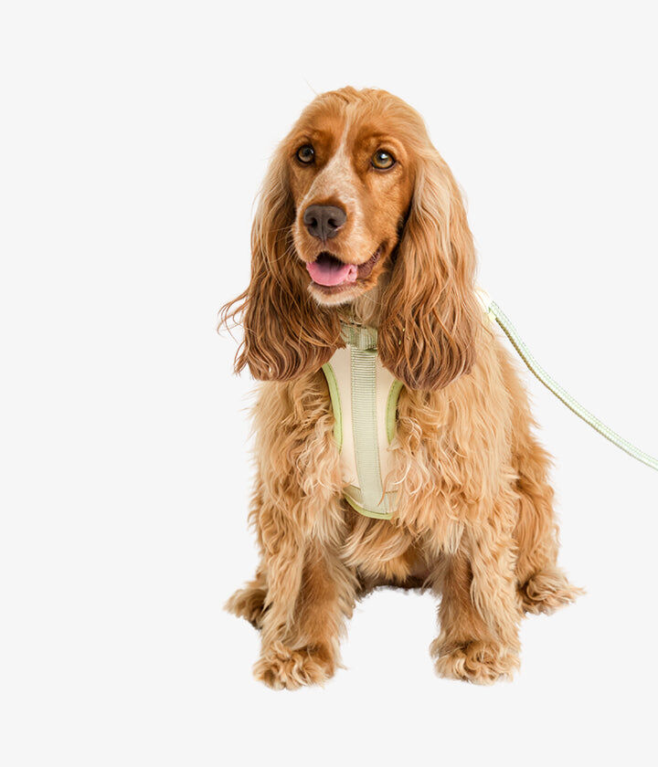 Pet and Co Set De Arn&eacute;s y Correa Vainilla Rex - Perros, , large Imagen numero 2