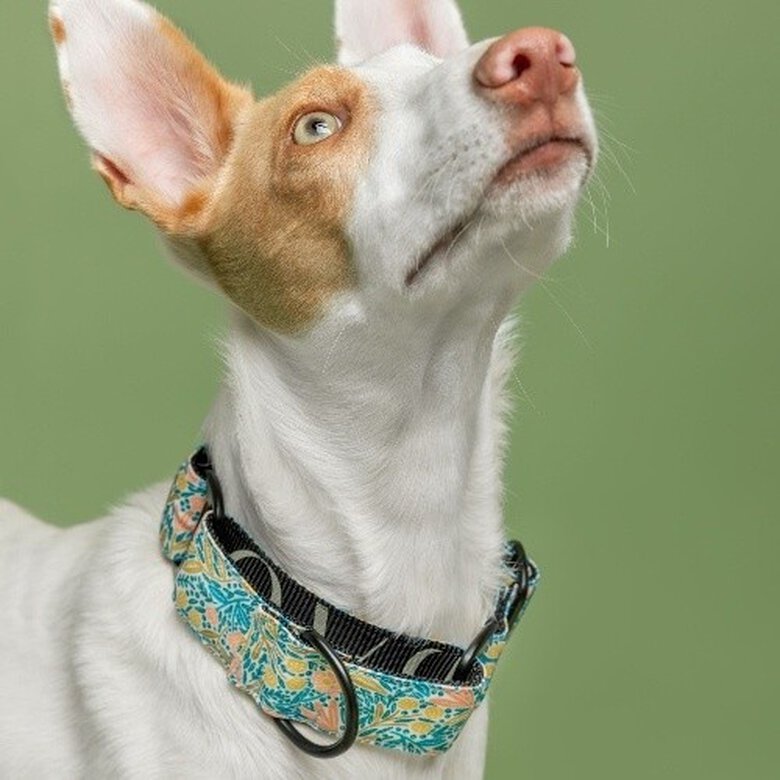 Baona collar martingale kamilo de nylon reciclado multicolor para perros, , large image number null