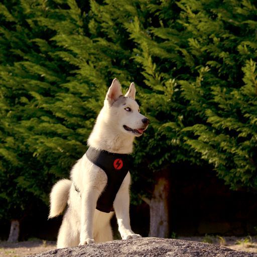 Arn&eacute;s Neo Mesh Slide para perros Muy muy Grande, , large Imagen numero 3