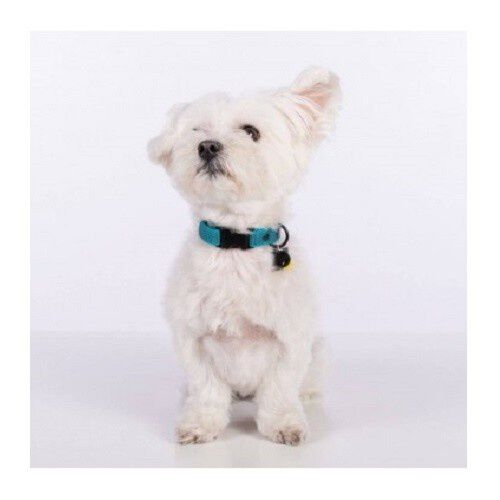 Collar para perro Groc Groc lucky color Azul, , large Imagen numero 3