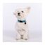 Collar para perro Groc Groc lucky color Azul, , large indicador imagen numero 3