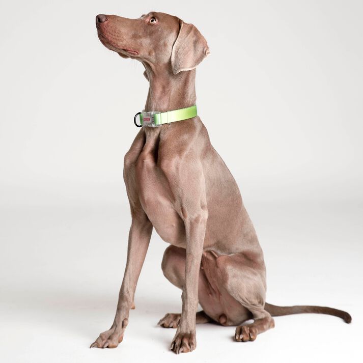 Collar NEON PARTY TROPICAL, , large Imagen numero 3