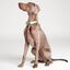 Collar NEON PARTY TROPICAL, , large indicador imagen numero 3