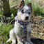 Halti arnés de nylon ajustable morado para perros, , large indicador imagen numero 2