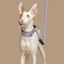 Baona collar martingale doheny de nylon reciclado multicolor para perros, , large indicador imagen numero 2