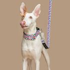 Baona collar martingale doheny de nylon reciclado multicolor para perros, , large image number null