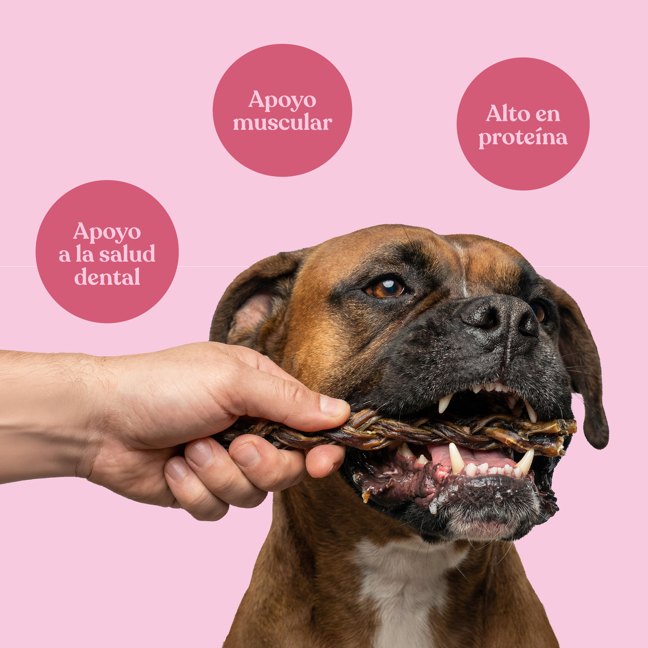dr.bimix Nervio de Cerdo Trenzado para Perros | Masticaci&oacute;n Natural y Entretenimiento Duradero, , large Imagen numero 3