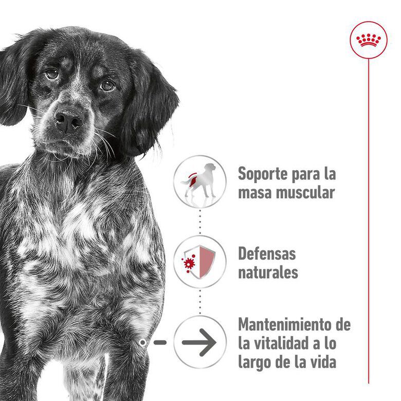 15 kg Royal Canin Medium 10+ Ageing pienso para perros, , large Imagen numero 6