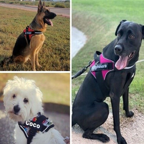 Arn&eacute;s personalizado Super Doggy para perros color Azul turquesa, , large Imagen numero 4