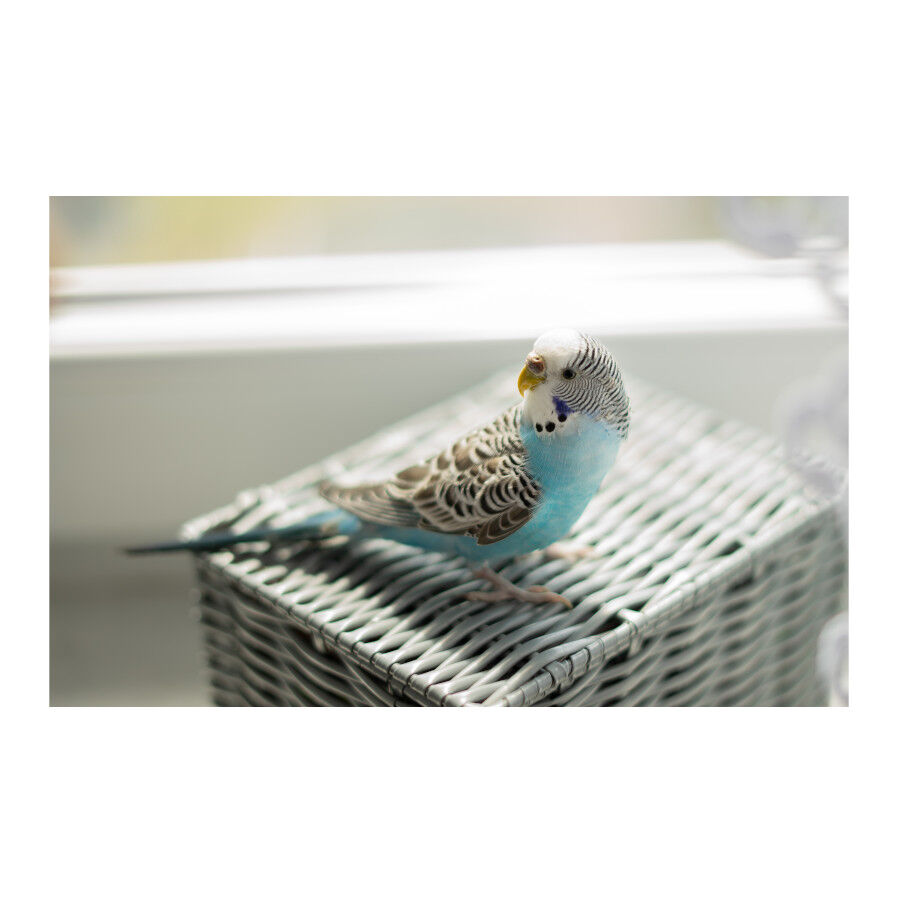 Beaphar Mezcla De Minerales para Pajaros, , large Imagen numero 2