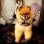 Collar de Perro con Pompones de Halloween - BOO, , large indicador imagen numero 2
