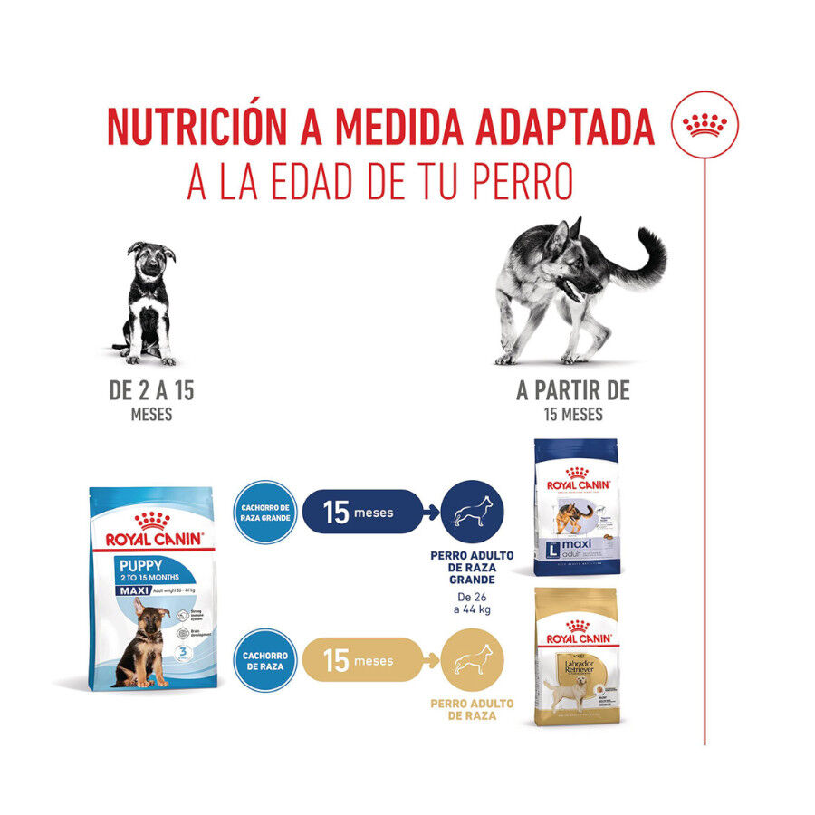 15 kg Royal Canin Puppy Maxi pienso para perros, , large Imagen numero 8
