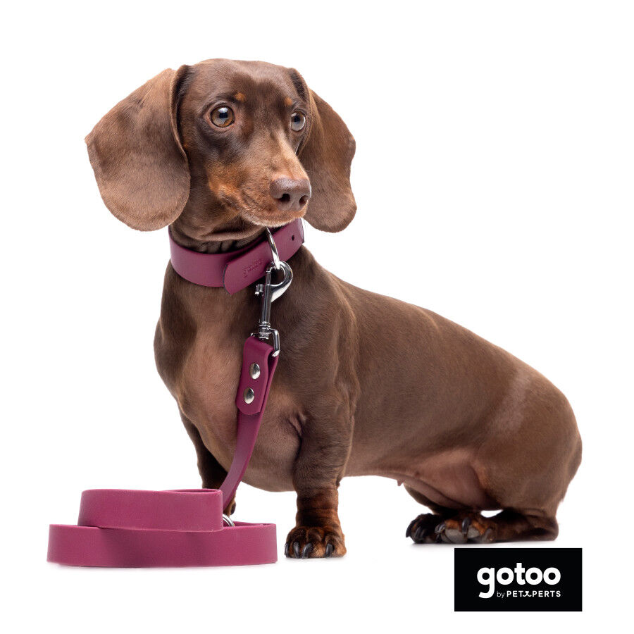 Gotoo Collar Biothane rojo vino para perros, , large Imagen numero 7
