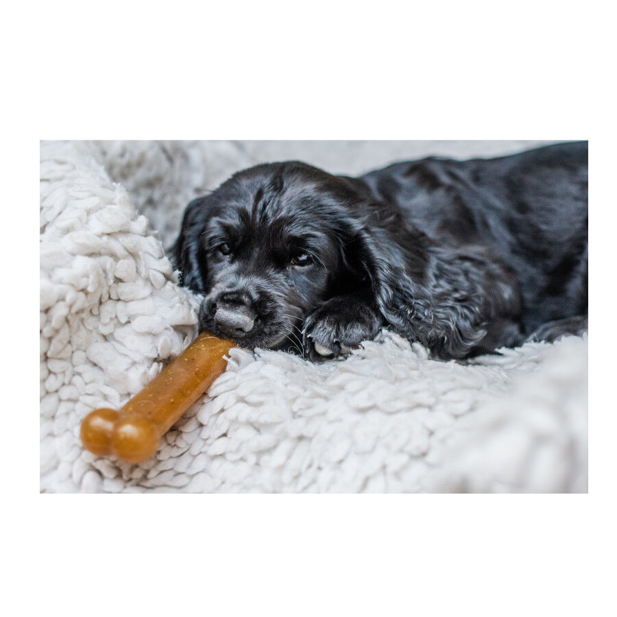 Nylabone Chew Pollo Hueso Mordedor para cachorros thumbnail