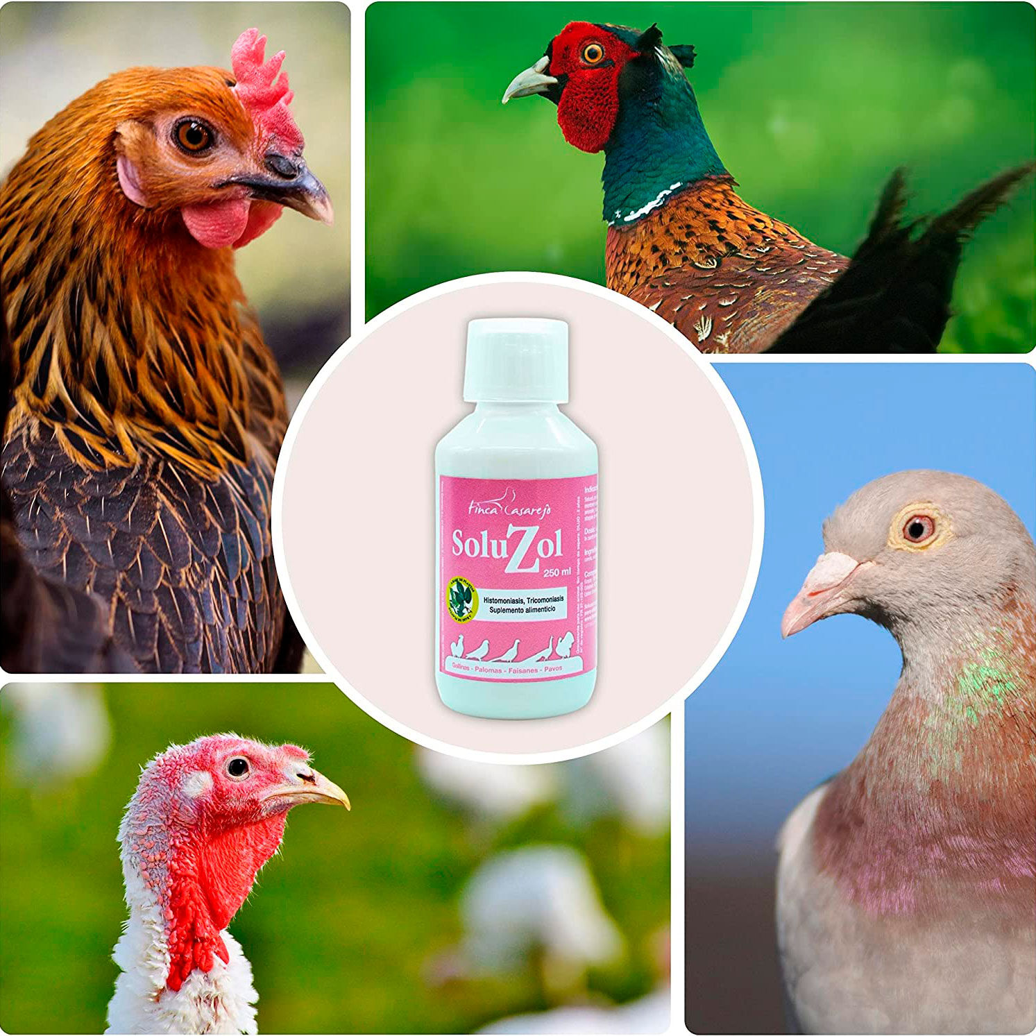 Finca casarejo soluzol previene la histomoniasis y tricomoniasis natural para aves thumbnail