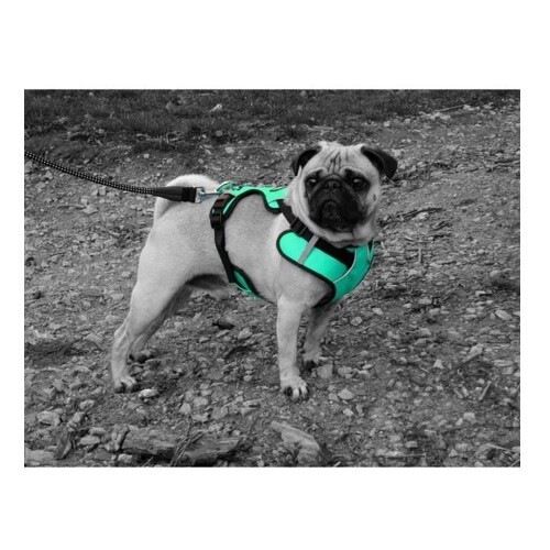 Yago Arn&eacute;s Impermeable para perros peque&ntilde;os, , large Imagen numero 5