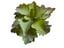 Planta Kalanchoe de decoración para terrarios, , large indicador imagen numero 4