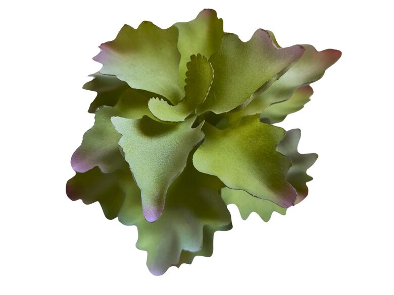 Reptilhábitat Planta Kalanchoe De Decoración Para Terrarios thumbnail