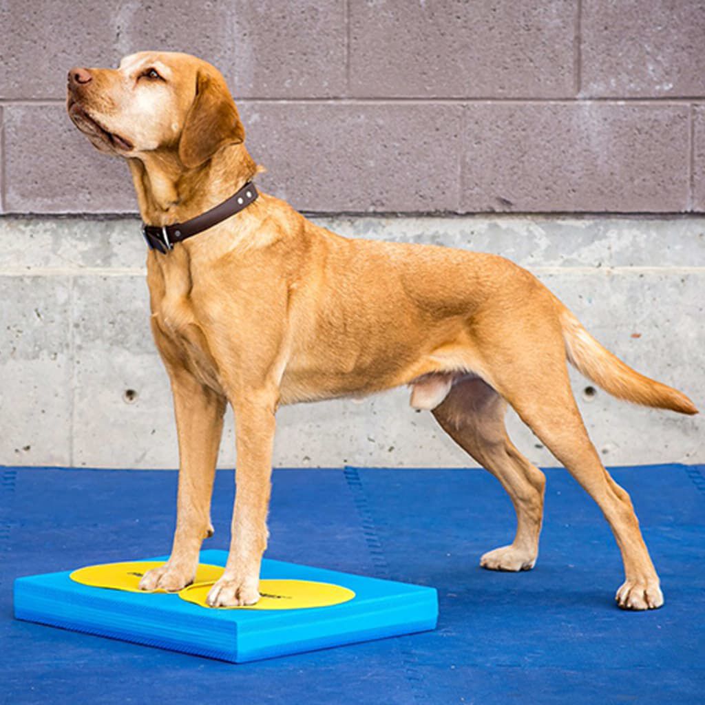 FitPAWS Accesorios de entrenamiento 4 unidades amarillo y azul, , large Imagen numero 2