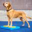 FitPAWS Accesorios de entrenamiento 4 unidades amarillo y azul, , large indicador imagen numero 2