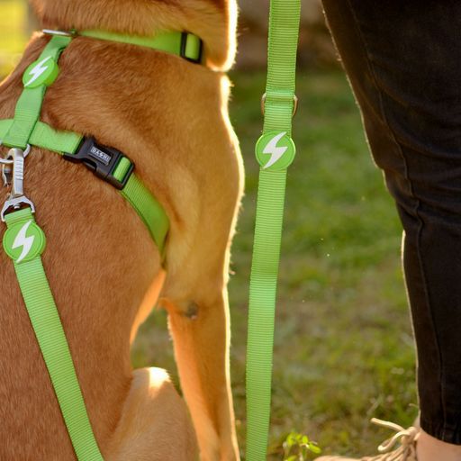 Correa de nylon para perro color Verde, , large Imagen numero 3