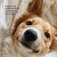 Dogs.Drops Oil 6% 600mg CBD Neutro, , large indicador imagen numero 4