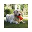 juguete interactivo para perros BIONIC Hueso, L, 15 cm, , large indicador imagen numero 4