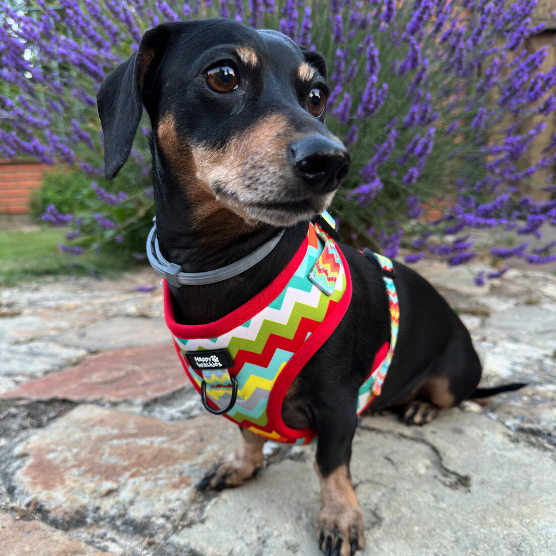 Arn&eacute;s ajustable Colorful, , large Imagen numero 3