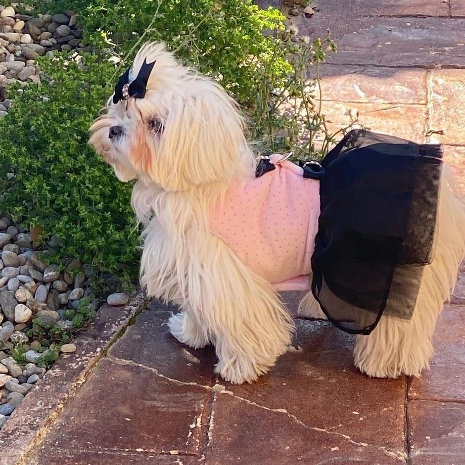 Ideal Pets, Vestido para perros, Sue&ntilde;o Parisino, , large Imagen numero 2