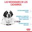15 kg Royal Canin Junior Giant pienso para perros, , large indicador imagen numero 5