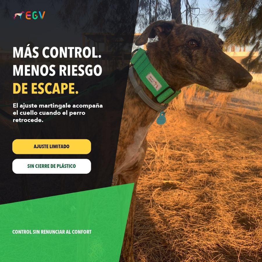 EGV - Collar Martingale. Collar galgo hecho a mano en Espa&ntilde;a (Verde), , large Imagen numero 2