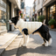 Goto Abrigo Reversible Acolchado para perros, , large indicador imagen numero 1