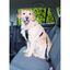 Trixie Arnés para Coche para perros, , large indicador imagen numero 1