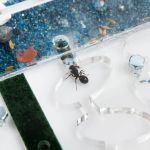 Hormiguero Anthouse de acrílico con tapadera mediano thumbnail